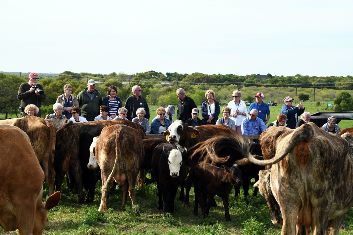 262 The Fun Club learned all about F-1 Tiger Striped cattle.JPG